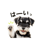 毎日のふわふわシュナウザー【日常会話】（個別スタンプ：4）
