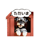 毎日のふわふわシュナウザー【日常会話】（個別スタンプ：9）
