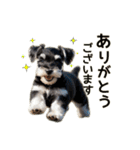 毎日のふわふわシュナウザー【日常会話】（個別スタンプ：10）