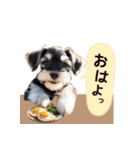 毎日のふわふわシュナウザー【日常会話】（個別スタンプ：11）