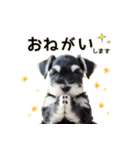 毎日のふわふわシュナウザー【日常会話】（個別スタンプ：16）