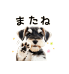 毎日のふわふわシュナウザー【日常会話】（個別スタンプ：17）