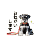 毎日のふわふわシュナウザー【日常会話】（個別スタンプ：21）