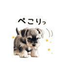 毎日のふわふわシュナウザー【日常会話】（個別スタンプ：30）