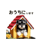毎日のふわふわシュナウザー【日常会話】（個別スタンプ：31）
