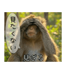 見ざる言わざるその他の猿（個別スタンプ：1）