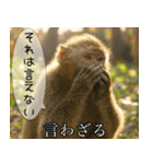 見ざる言わざるその他の猿（個別スタンプ：2）