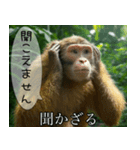 見ざる言わざるその他の猿（個別スタンプ：3）