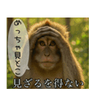 見ざる言わざるその他の猿（個別スタンプ：5）