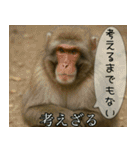 見ざる言わざるその他の猿（個別スタンプ：11）