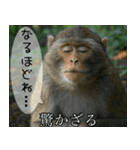 見ざる言わざるその他の猿（個別スタンプ：12）