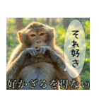 見ざる言わざるその他の猿（個別スタンプ：13）