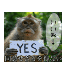 見ざる言わざるその他の猿（個別スタンプ：14）