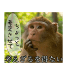 見ざる言わざるその他の猿（個別スタンプ：15）