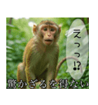 見ざる言わざるその他の猿（個別スタンプ：16）