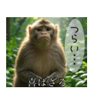 見ざる言わざるその他の猿（個別スタンプ：17）