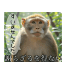見ざる言わざるその他の猿（個別スタンプ：23）