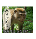 見ざる言わざるその他の猿（個別スタンプ：24）