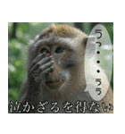 見ざる言わざるその他の猿（個別スタンプ：28）