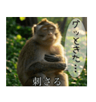 見ざる言わざるその他の猿（個別スタンプ：30）