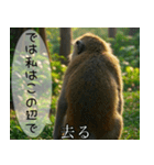 見ざる言わざるその他の猿（個別スタンプ：32）