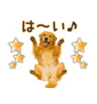 ゴールデンレトリバー☆毎日使う！返信用（個別スタンプ：2）