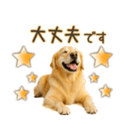 ゴールデンレトリバー☆毎日使う！返信用（個別スタンプ：9）