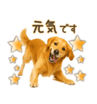 ゴールデンレトリバー☆毎日使う！返信用（個別スタンプ：10）