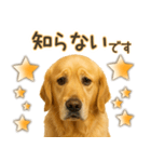 ゴールデンレトリバー☆毎日使う！返信用（個別スタンプ：11）