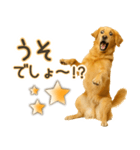 ゴールデンレトリバー☆毎日使う！返信用（個別スタンプ：13）