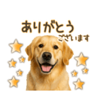ゴールデンレトリバー☆毎日使う！返信用（個別スタンプ：15）
