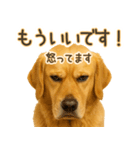 ゴールデンレトリバー☆毎日使う！返信用（個別スタンプ：17）