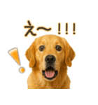 ゴールデンレトリバー☆毎日使う！返信用（個別スタンプ：18）
