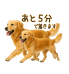ゴールデンレトリバー☆毎日使う！返信用（個別スタンプ：19）