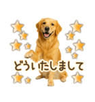 ゴールデンレトリバー☆毎日使う！返信用（個別スタンプ：20）