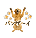ゴールデンレトリバー☆毎日使う！返信用（個別スタンプ：21）