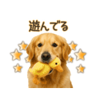 ゴールデンレトリバー☆毎日使う！返信用（個別スタンプ：24）
