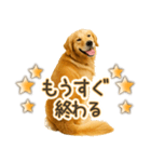 ゴールデンレトリバー☆毎日使う！返信用（個別スタンプ：25）