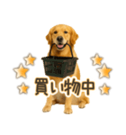 ゴールデンレトリバー☆毎日使う！返信用（個別スタンプ：26）