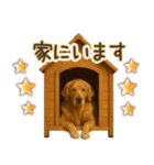 ゴールデンレトリバー☆毎日使う！返信用（個別スタンプ：27）