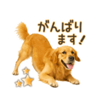 ゴールデンレトリバー☆毎日使う！返信用（個別スタンプ：28）