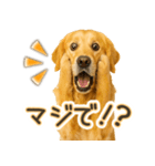 ゴールデンレトリバー☆毎日使う！返信用（個別スタンプ：29）