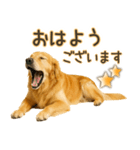ゴールデンレトリバー☆毎日使う！返信用（個別スタンプ：31）