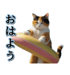 飛び出す★夏を感じる・三毛猫【夏、海】（個別スタンプ：1）