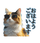飛び出す★夏を感じる・三毛猫【夏、海】（個別スタンプ：2）