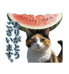 飛び出す★夏を感じる・三毛猫【夏、海】（個別スタンプ：3）