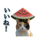 飛び出す★夏を感じる・三毛猫【夏、海】（個別スタンプ：6）