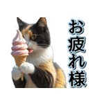 飛び出す★夏を感じる・三毛猫【夏、海】（個別スタンプ：7）