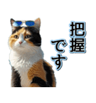 飛び出す★夏を感じる・三毛猫【夏、海】（個別スタンプ：11）
