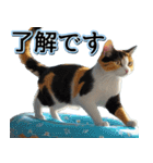 飛び出す★夏を感じる・三毛猫【夏、海】（個別スタンプ：12）